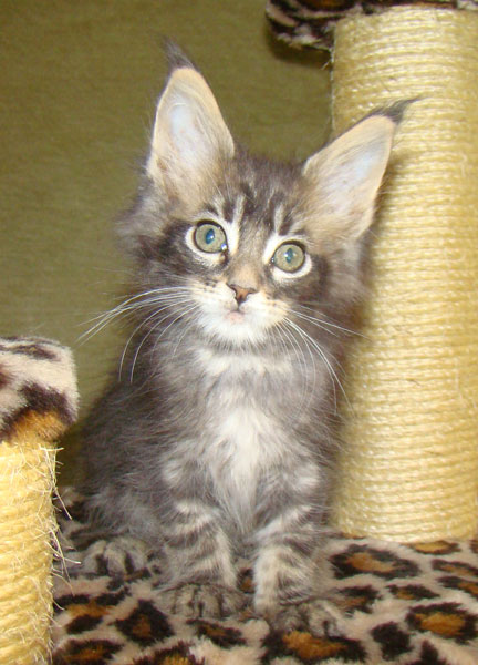     Catsvill County!   !    !       !!!    Catsvill County +7-926-544-74-09     .   ,   ,   ,    ,   ,  ,     ,   -,    ,   !